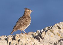 thekla-lark-5182.jpg