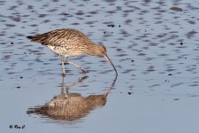curlew at 840mm.jpg
