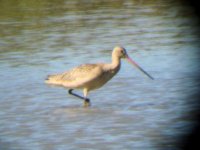 Godwit.jpg