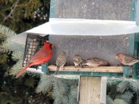 Cardinal and finches.jpg