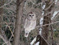 Barred Owl.jpg