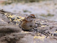 Tree Sparrow.jpg