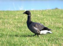 Brent Goose 3 (R).jpg