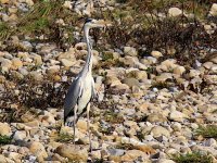 IMG_9018_Grey Heron.jpg