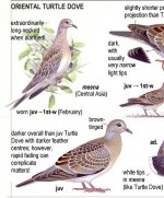 OrientalTurtleDove_crop.jpg