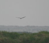 Hen harrier.jpg