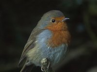 a local robin.jpg