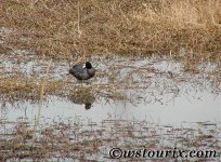 Common Coot.jpg