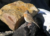 RobinAccentor.jpg