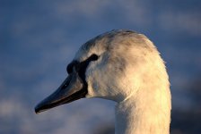 Mute Swan 48 (R).jpg