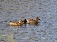 Image0028_pair of Gadwalls.jpg