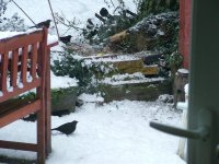 stand off 4 blbirds v fieldfare.jpg