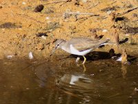 Image0038_Common Sandpiper.jpg