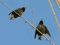 L1350698_2 Spotless Starlings.jpg