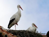 L1350736_2 White Storks.jpg