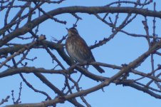 Redwing Thrush 018.jpg