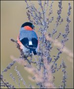 Bullfinch1(NS) copy.jpg