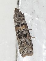 muligDioryctria abietella.jpg