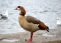 Egyptian Goose 1 (R).jpg