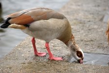 Egyptian Goose 2 (R).jpg