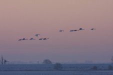 Photo3Swans.JPG