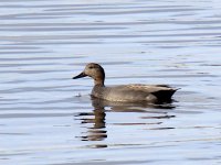 IMG_1194_Gadwall.jpg