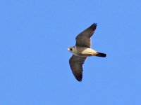 IMG_1420_Peregrine.jpg