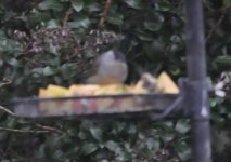 West Sutton Blackcap 1.jpg