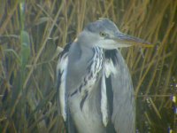 Grey Heron juv..jpg