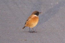 stonechat 260909 (3).JPG