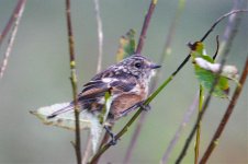 stonechat 260909 (8).jpg