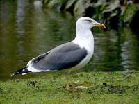 L1350315_Lesser Black-backed Gull.jpg