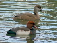 L1350325_Red-crested Pochard pair.jpg