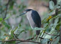 Black crowned Night Heron  Large Web view.jpg