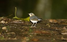 Siberian Blue Robin.jpg