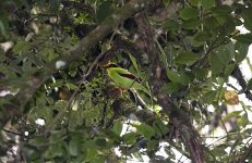 Green Magpie.jpg