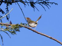 Tailorbird.jpg