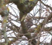 Holmethorpe CP Little Owl 1.jpg