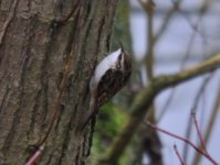 Holmethorpe CP Treecreeper 1.jpg