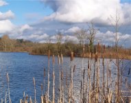 Woolhampton Pits 24 January 016.jpg