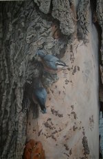 Red-breasted Nuthatches.jpg