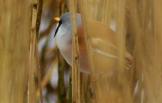 Bearded Tit male.jpg