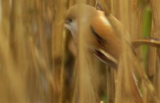 Bearded Tit female.jpg