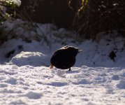 black-snow-bird.jpg