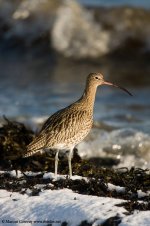 curlew 800.jpg