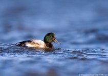 scaup2800.jpg