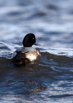 scaup pro800.jpg