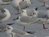 Beddington Farm Meditteranean Gull 8.JPG