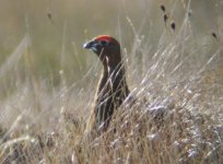 Grouse 3.jpg