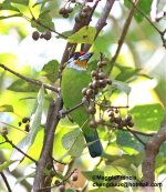 golden throated  barbet.jpg